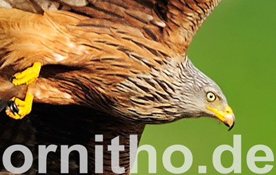 ornitho